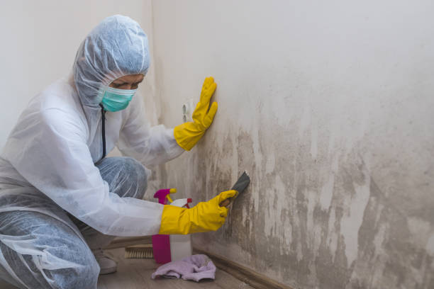 Mold Remediation for Vacation Homes